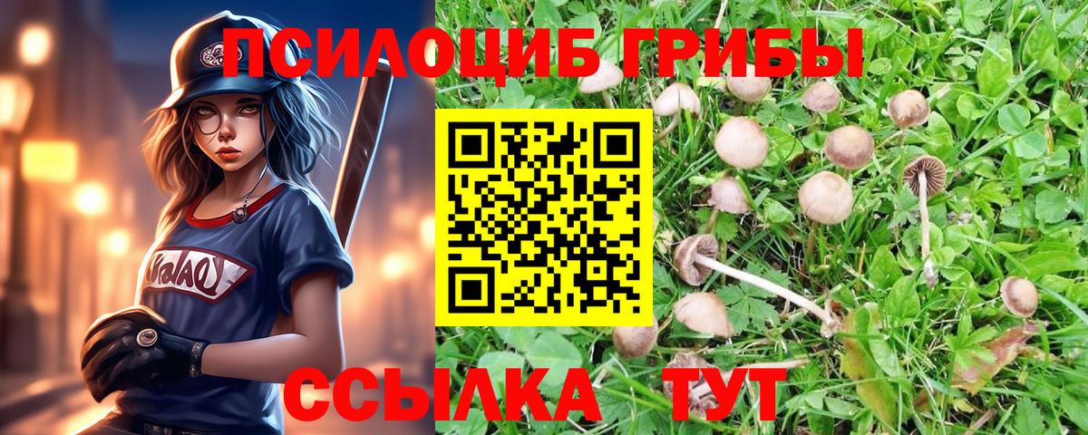 Псилоцибиновые грибы Psilocybine cubensis Армавир